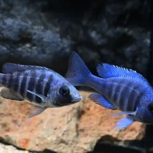 Neue Kollektion Placidochromis phenochilus tanzania